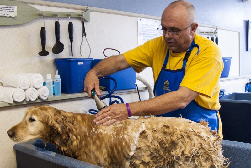 toiletteur-ST LAURENT DU VAR-min_dog-bath-682169_1280